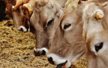 Seleksi Sapi Kurban Bantuan Presiden di Riau Dikebut