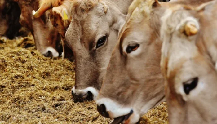 Seleksi Sapi Kurban Bantuan Presiden di Riau Dikebut, Daerah Diminta Ajukan Ternak Terbaik