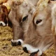 Seleksi Sapi Kurban Bantuan Presiden di Riau Dikebut