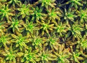 Pajak Air Permukaan Sawit Riau Dikaji, DPRD Diminta Perjelas Aturan