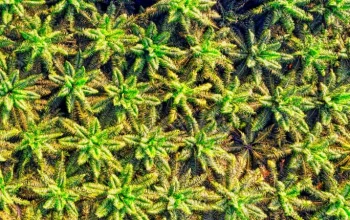 Pajak Air Permukaan Sawit Riau Dikaji, DPRD Diminta Perjelas Aturan