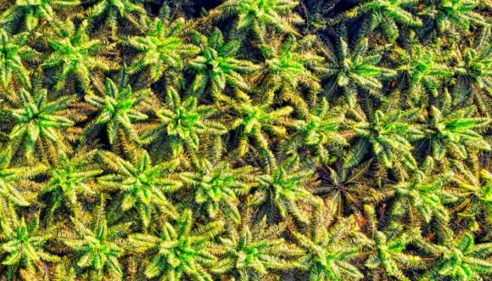 Pajak Air Permukaan Sawit Riau Dikaji, DPRD Diminta Perjelas Aturan