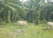 Riau Siap Jalankan SISKA, Targetkan Populasi Sapi Tembus 500 Ribu Ekor