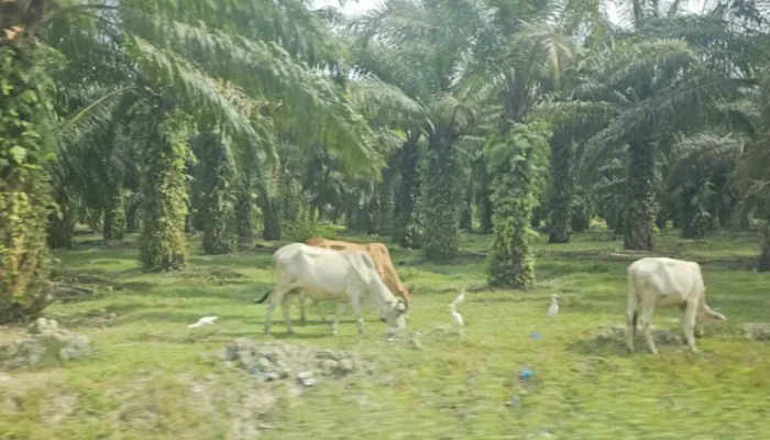 Riau Siap Jalankan SISKA, Targetkan Populasi Sapi Tembus 500 Ribu Ekor