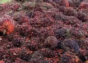 Sawit Indonesia Dikejar Standar Global