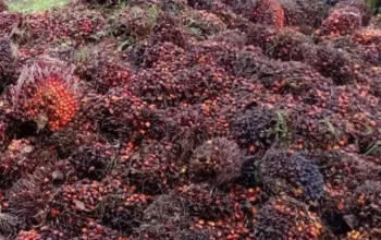 Sawit Indonesia Dikejar Standar Global