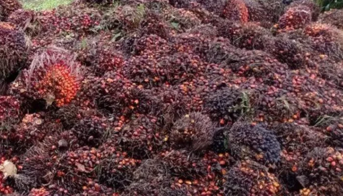 Sawit Indonesia Dikejar Standar Global, Pemerintah Percepat Reformasi Keberlanjutan