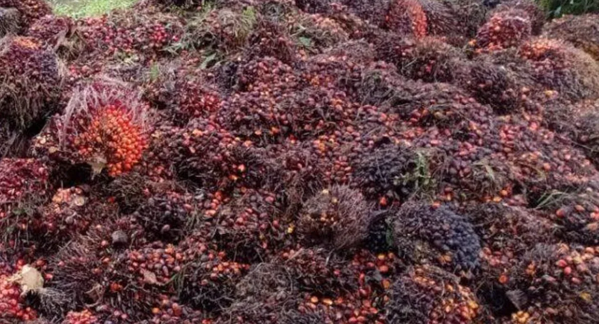 Sawit Indonesia Dikejar Standar Global