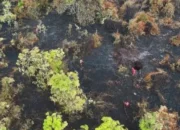 Sisa Satu Titik Api di Bengkalis, Tim Gabungan Kebut Pemadaman Karhutla