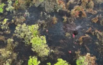 Sisa Satu Titik Api di Bengkalis, Tim Gabungan Kebut Pemadaman Karhutla