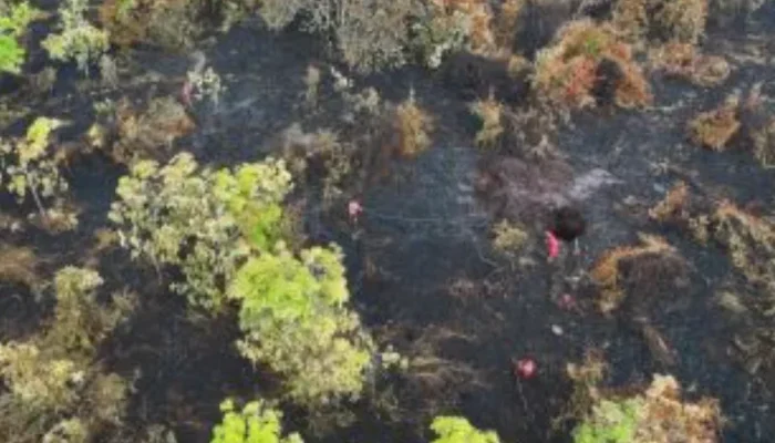 Sisa Satu Titik Api di Bengkalis, Tim Gabungan Kebut Pemadaman Karhutla