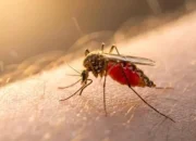 1.682 Kasus DBD Serang Riau, 12 Warga Meninggal Dunia