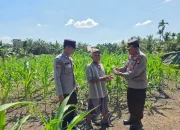 Dukung Ketahanan Pangan, Kapolsek Ujungbatu Bantu Petani Jagung di Desa Ngaso