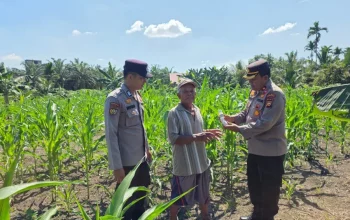 Dukung Ketahanan Pangan, Kapolsek Ujungbatu Bantu Petani Jagung di Desa Ngaso