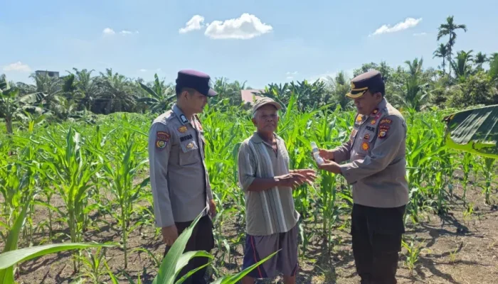 Dukung Ketahanan Pangan, Kapolsek Ujungbatu Bantu Petani Jagung di Desa Ngaso