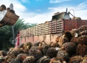 Harga Sawit Riau Naik, TBS Plasma Tembus Rp3.900 per Kg