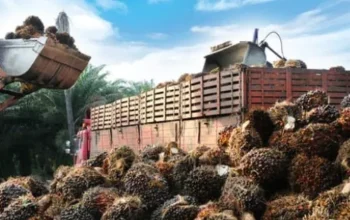 Harga Sawit Riau Naik, TBS Plasma Tembus Rp3.900 per Kg