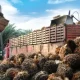 Harga Sawit Riau Naik, TBS Plasma Tembus Rp3.900 per Kg