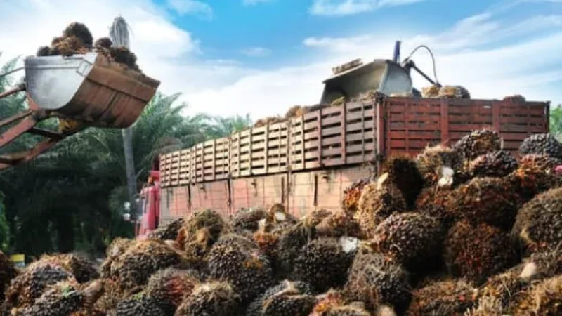 Harga Sawit Riau Naik, TBS Plasma Tembus Rp3.900 per Kg