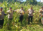 Kapolsek Ujung Batu Turun ke Ladang, Hasil Panen Jagung Diserahkan ke Petani