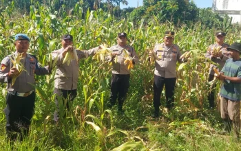 Kapolsek Ujung Batu Turun ke Ladang, Hasil Panen Jagung Diserahkan ke Petani
