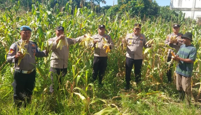 Kapolsek Ujung Batu Turun ke Ladang, Hasil Panen Jagung Diserahkan ke Petani