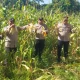Kapolsek Ujung Batu Turun ke Ladang, Hasil Panen Jagung Diserahkan ke Petani