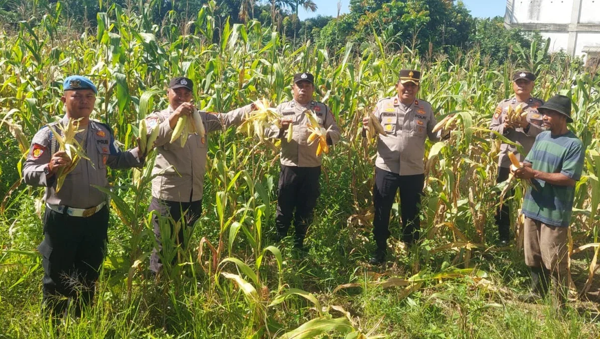 Kapolsek Ujung Batu Turun ke Ladang, Hasil Panen Jagung Diserahkan ke Petani