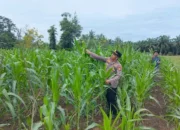 Polsek Rambah Samo Cek Jagung Binaan BUMDes yang Diserang Hama Ulat