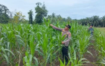 Polsek Rambah Samo Cek Jagung Binaan BUMDes yang Diserang Hama Ulat