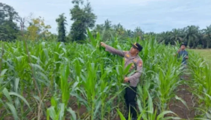 Polsek Rambah Samo Cek Jagung Binaan BUMDes yang Diserang Hama Ulat
