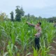 Polsek Rambah Samo Cek Jagung Binaan BUMDes yang Diserang Hama Ulat