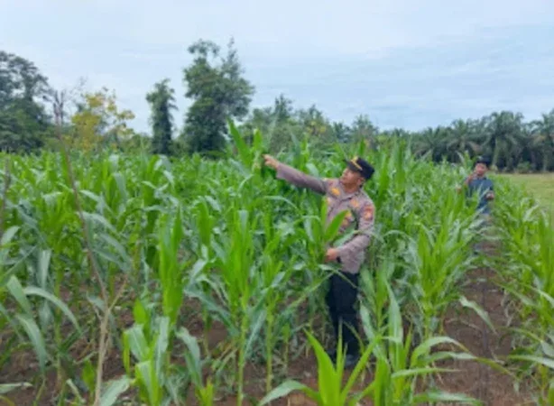 Polsek Rambah Samo Cek Jagung Binaan BUMDes yang Diserang Hama Ulat