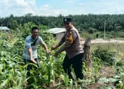 Polsek Tandun Kawal Budidaya Jagung Warga, Perkuat Ketahanan Pangan di Rohul