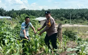 Polsek Tandun Kawal Budidaya Jagung Warga, Perkuat Ketahanan Pangan di Rohul