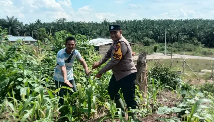 Polsek Tandun Kawal Budidaya Jagung Warga, Perkuat Ketahanan Pangan di Rohul