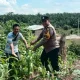 Polsek Tandun Kawal Budidaya Jagung Warga, Perkuat Ketahanan Pangan di Rohul