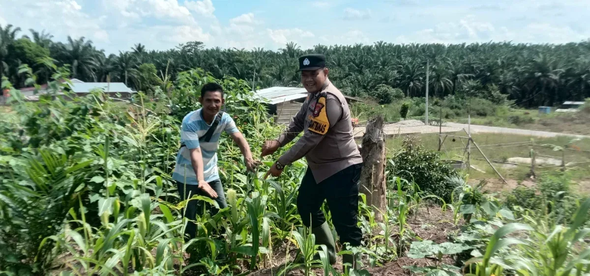 Polsek Tandun Kawal Budidaya Jagung Warga, Perkuat Ketahanan Pangan di Rohul