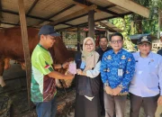 Sapi Kurban Presiden di Dumai Capai 950 Kg, Samson Dipastikan Sehat