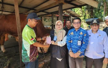Sapi Kurban Presiden di Dumai Capai 950 Kg, Samson Dipastikan Sehat