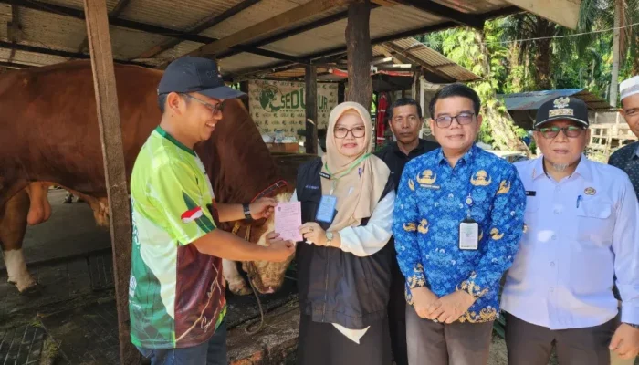 Sapi Kurban Presiden di Dumai Capai 950 Kg, Samson Dipastikan Sehat