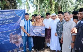 Sapi Kurban Presiden Prabowo Tiba di Siak, Warga Antusias Saksikan Pemotongan