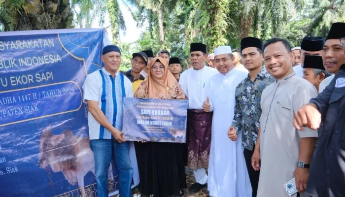 Sapi Kurban Presiden Prabowo Tiba di Siak, Warga Antusias Saksikan Pemotongan