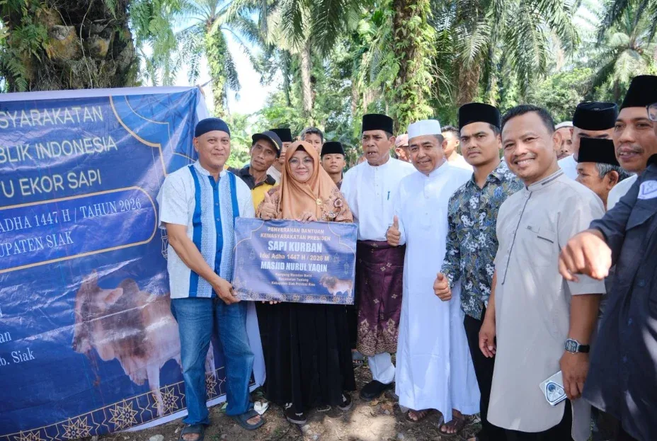 Sapi Kurban Presiden Prabowo Tiba di Siak, Warga Antusias Saksikan Pemotongan