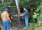Beruang Madu Muncul di Permukiman Pelalawan