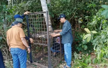 Beruang Madu Muncul di Permukiman Pelalawan