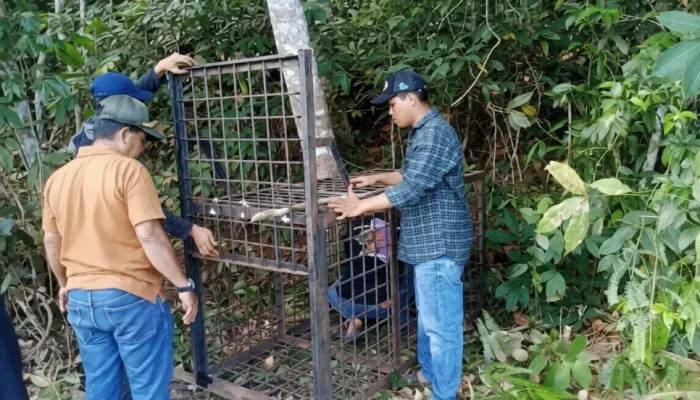 Beruang Madu Muncul di Permukiman Pelalawan, BBKSDA Riau Pasang Kandang Jebak