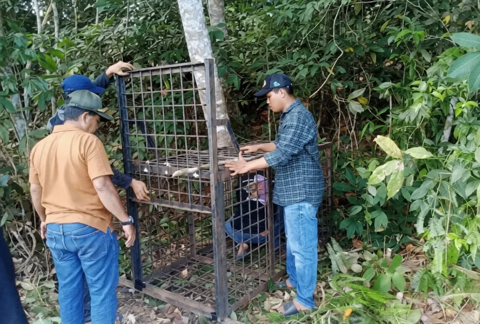 Beruang Madu Muncul di Permukiman Pelalawan