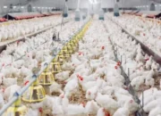 Bisnis Ayam Broiler Tetap Menjanjikan, Panen 30 Hari Jadi Peluang Cuan bagi Peternak