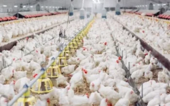 Bisnis Ayam Broiler Tetap Menjanjikan, Panen 30 Hari Jadi Peluang Cuan bagi Peternak